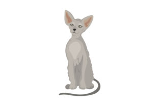 Peterbald Cat Embroidery Design